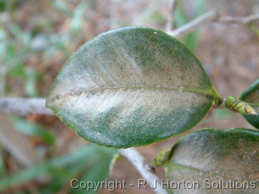 Camellia mite and scale 